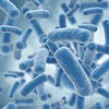 Bacteria