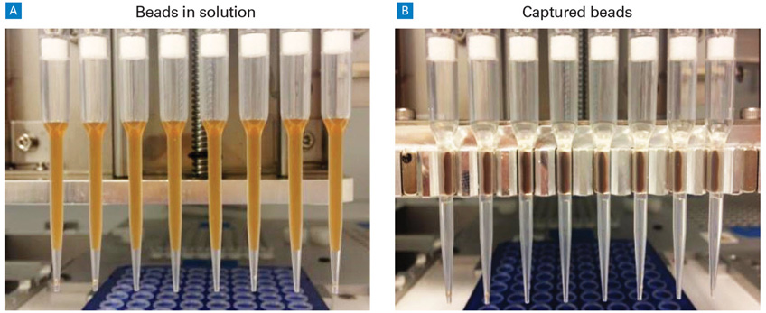 Automated in-tip magnetic bead separation on the Apollo Library Prep System.