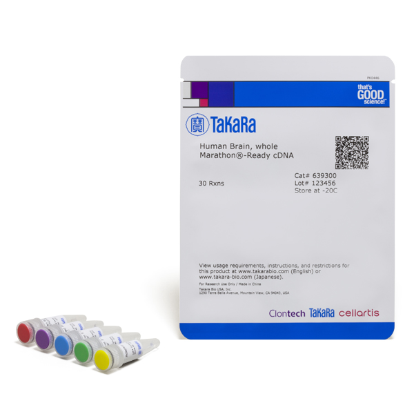 639300: Human Brain, Whole Marathon-Ready cDNA