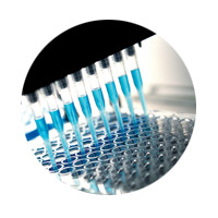 In-Fusion Cloning for high-throughput antibody development