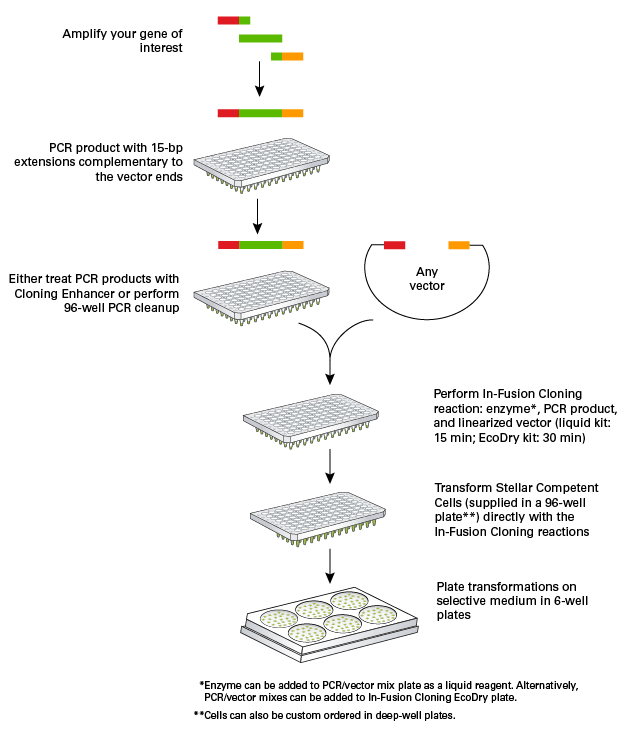 high-throughput workflow for seamless cloning