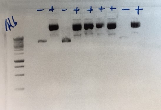  Screening of transformant colonies was performed via EcoRI restriction digest.