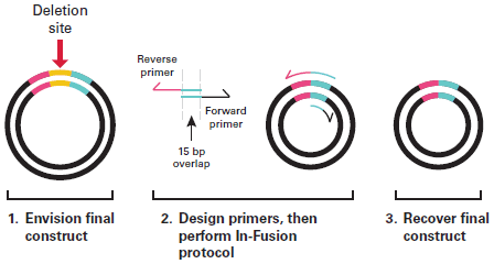 In-Fusion primer design for deletion mutagenesis