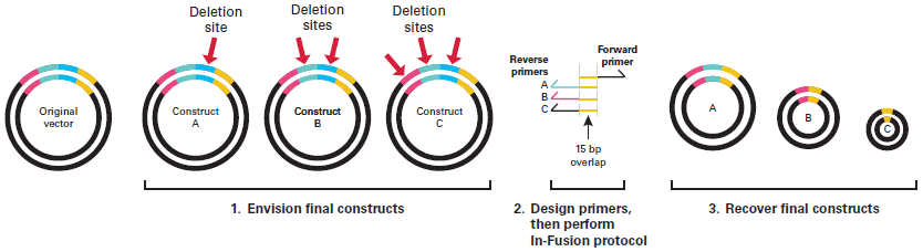 In-Fusion primer design to create a series of C-terminal truncated proteins