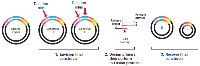 In-Fusion primer design to create a series of N-terminal truncated proteins