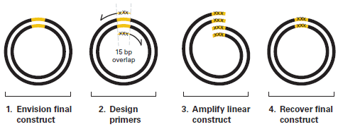 In-Fusion primer design for inserting or substituting bases