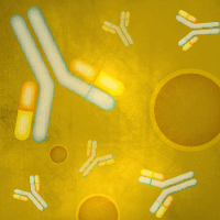 Detect yellow fluorescent proteins using antibodies