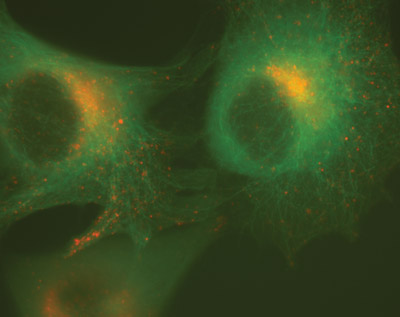 Retro-X Living Colors Fusion Vectors are ideal for creating dual stable cell lines