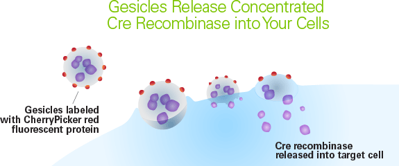 Active Cre recombinase delivered directly to target cells