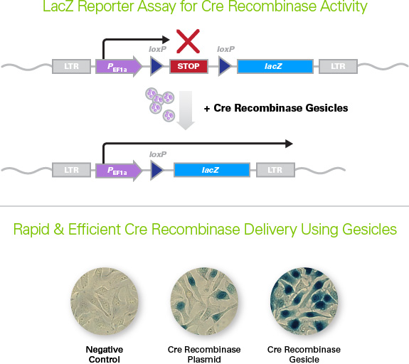 Faster, more efficient activity with gesicle technology