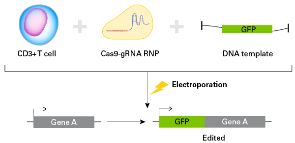 Gene editing of immune cells