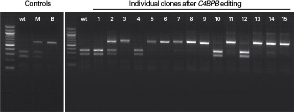 Genotype determination by the Guide-it Genotype Confirmation Kit.