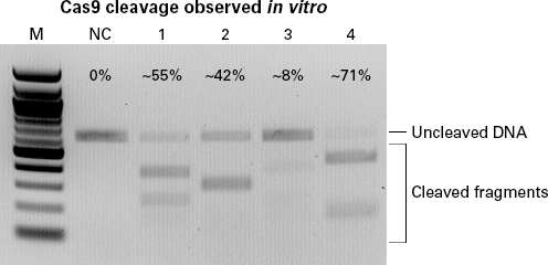 In vitro sgRNA cleavage efficiency