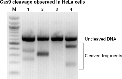 Mutation detection