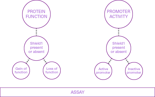 Use ProteoTuner Systems to study protein function, promoter activity
