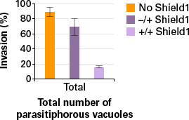 Quantification of invasion and replication of parasite strain DD-Rab11ADN.