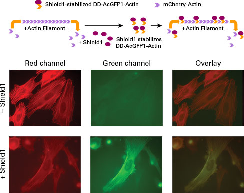 Actin filaments are completely remodeled in HeLa cells in less than 1 hr.
