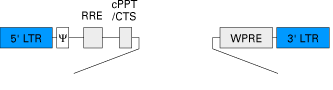 Lentiviral vector backbone for pLVX vectors