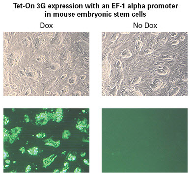 Express Tet-On 3G from EF1a in stem cells