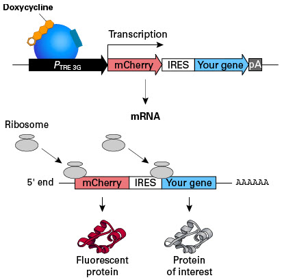 Monitor co-induced expression with IRES vectors