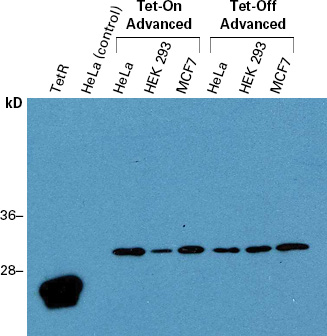 TetR Monoclonal Antibody detects TetR, Tet-On 3G, Tet-On Advanced and Tet-Off Advanced