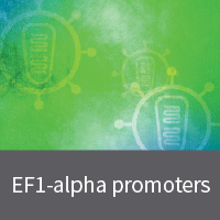 Lentivirus with EF1-alpha promoters