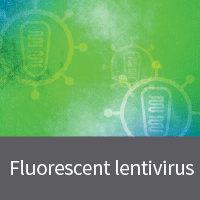 Lentivirus expressing fluorescent proteins