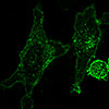 AcGFP1-Endosomes