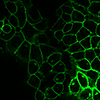 AcGFP1-Plasma Membrane