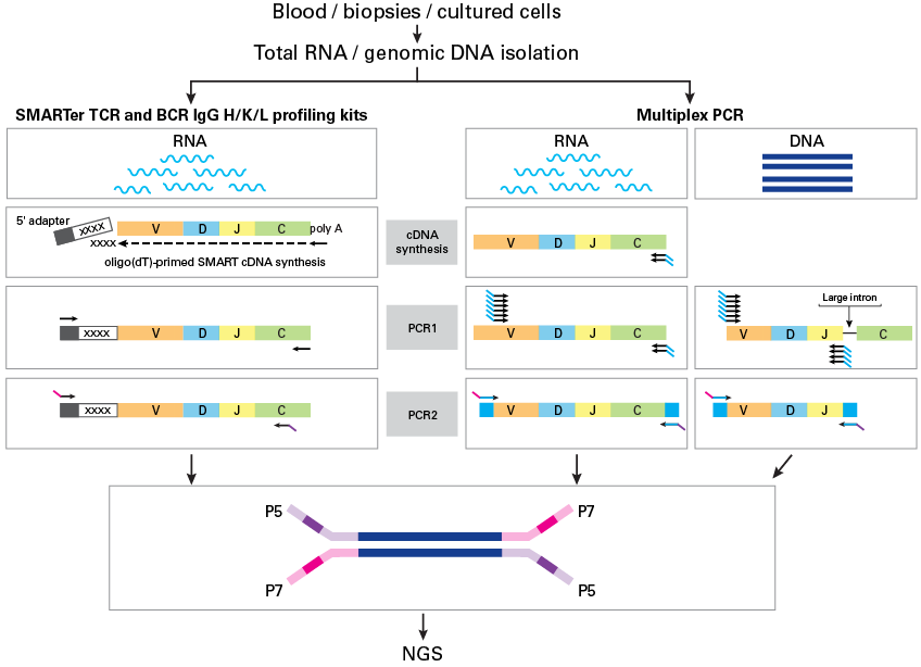 Comparison of two methods for sequencing library preparation for immune repertoir sequencing.