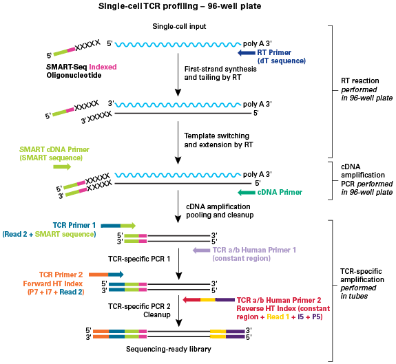 SMARTer Human scTCR a/b Profiling Kit workflow and pooling strategy