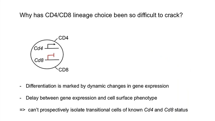 CD4/CD8 lineage choice at the single-cell level