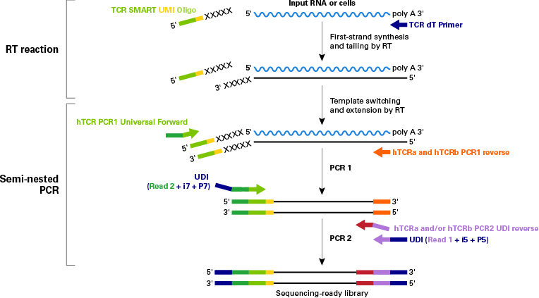 Schematic of technology and workflow for SMART-Seq Human TCR (with UMIs)