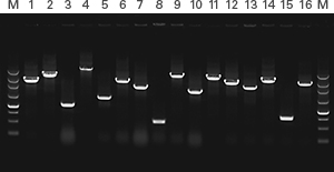 Colony PCR protocol data