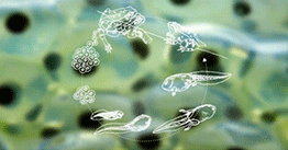1.08 | Stem cells let biologists become time travelers