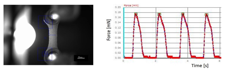 Contraction of Cellartis engineered heart tissue