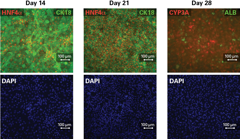 Immunocytochemical analysis of hepatocyte differentiation.