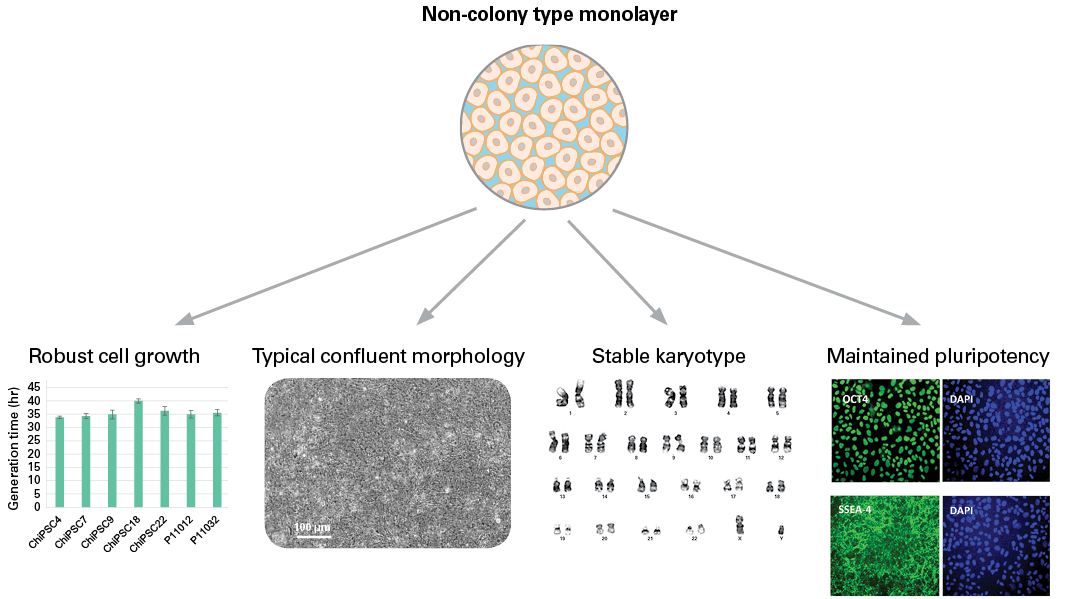 Benefits of non-colony type monolayer