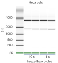 RNA stabilization solution