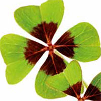 Purification of RNA from plant tissues