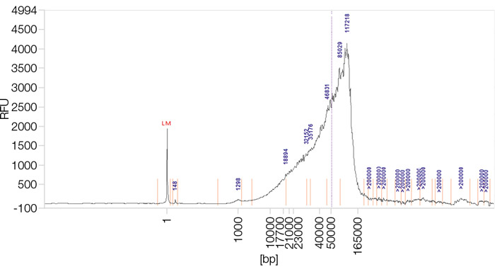 Recovery of large DNA fragments with NucleoBond HMW DNA