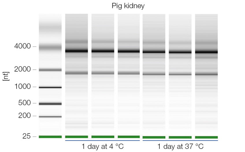 NucleoProtect RNA preserves sample integrity during storage at 37°C