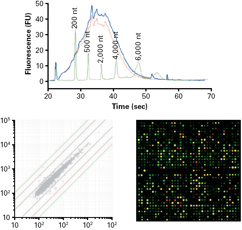 cRNA analysis with Bioanalyzer