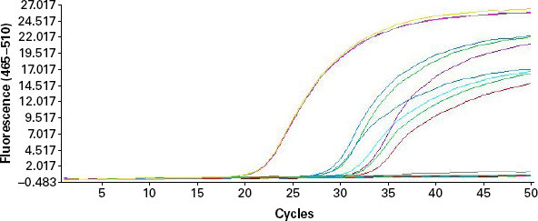  Amplification plots for influenza A-specific RT-PCR.