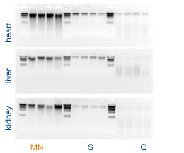 Outstanding DNA yields