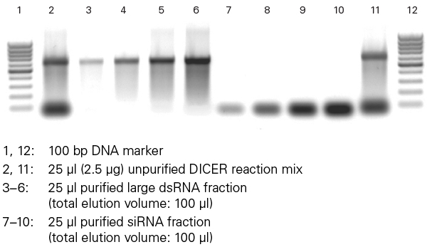 Highly efficient removal of genomic DNA by on-column DNase digestion.