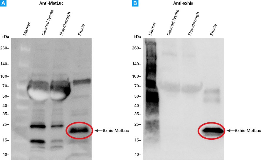 Western blot of 6xhis-MetLuc purified with Capturem His-Tagged Purification Large Volume