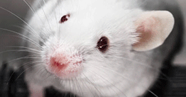 1.07 | Getting the skinny on fat with an inducible mouse model