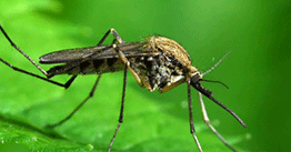 1.09 | Fighting mosquitoes and dengue fever with a RIDL