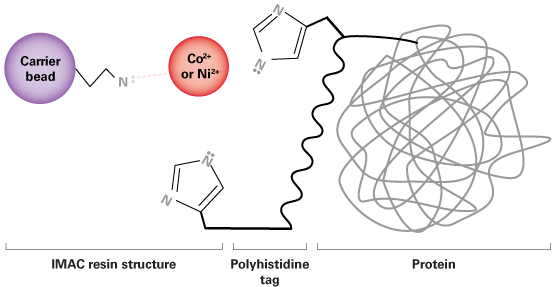 Schematic showing a his tag interacting with the metal of an IMAC resin for protein purification